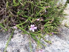 Jamesbrittenia calciphila