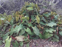 Philodendron erubescens