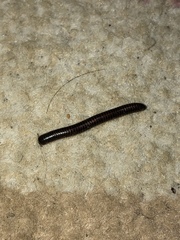 Leptogoniulus sorornus