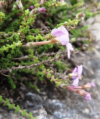 Jamesbrittenia calciphila