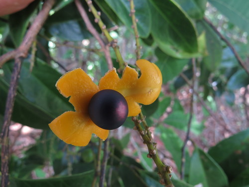 Image of Xanthophyllum octandrum by no rights reserved
