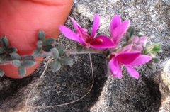 Indigofera hamulosa