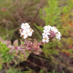 Phyllopodium