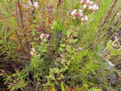 Phyllopodium