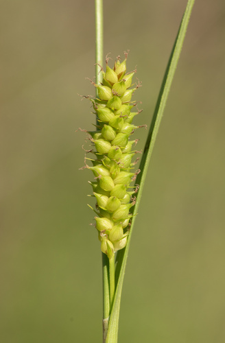 littletooth sedge (Carex microdonta)