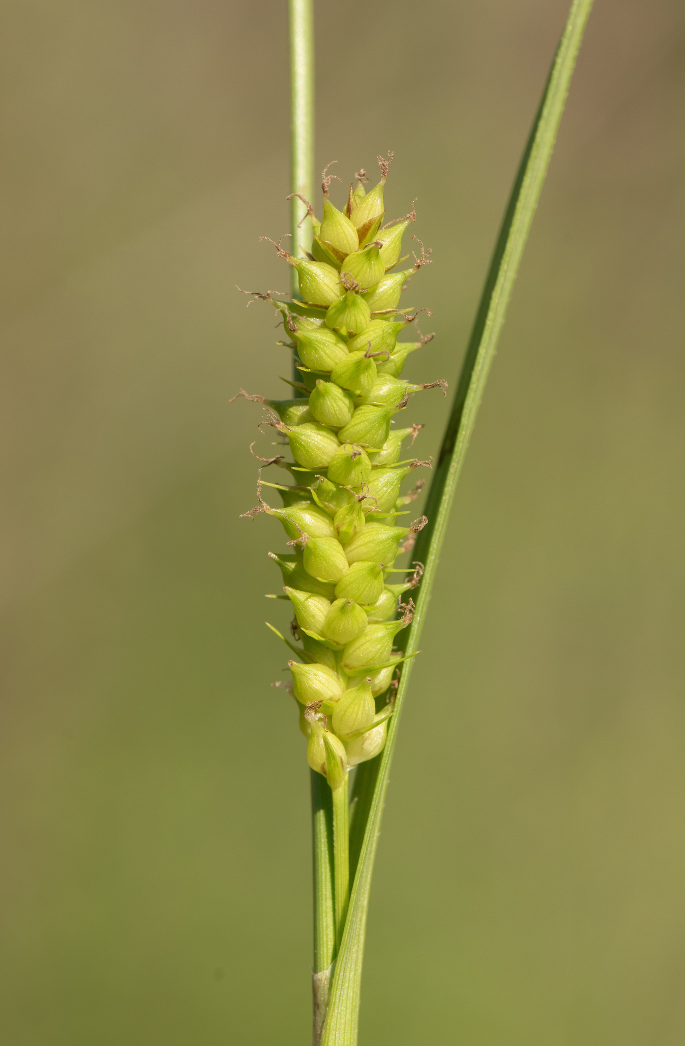 Carex microdonta