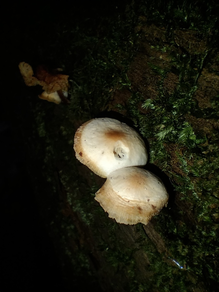 Rhodocollybia eucalyptorum · July 2025 · photo: © sofiazed1 (iNaturalist, cc-by)
