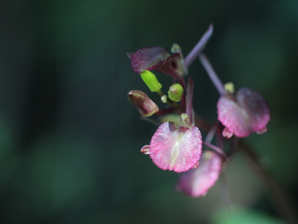 Liparis derchiensis