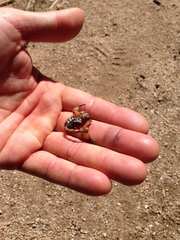 Anuroctonus pococki pococki