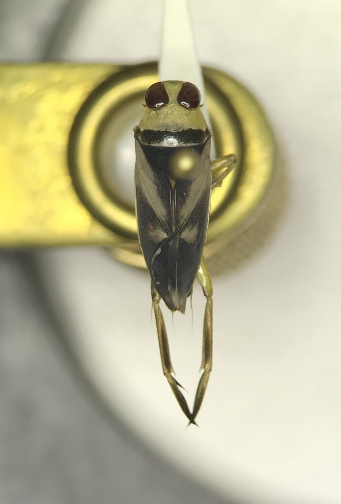 Backswimmer