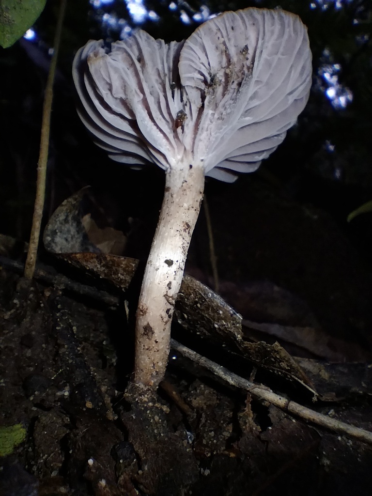 Hygrocybe reesiae · July 2025 · photo: © sofiazed1 (iNaturalist, cc-by)