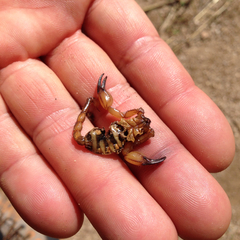 Anuroctonus pococki pococki