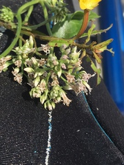 Mikania scandens image