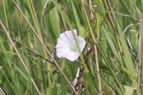 hedge bindweed