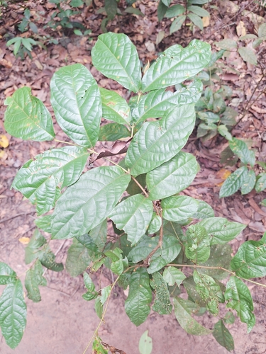 Siamese rough bush (Streblus asper)