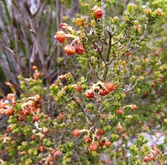 Erica spectabilis