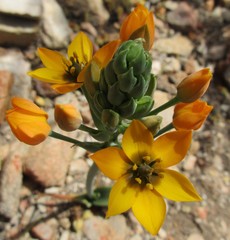 Ornithogalum dubium
