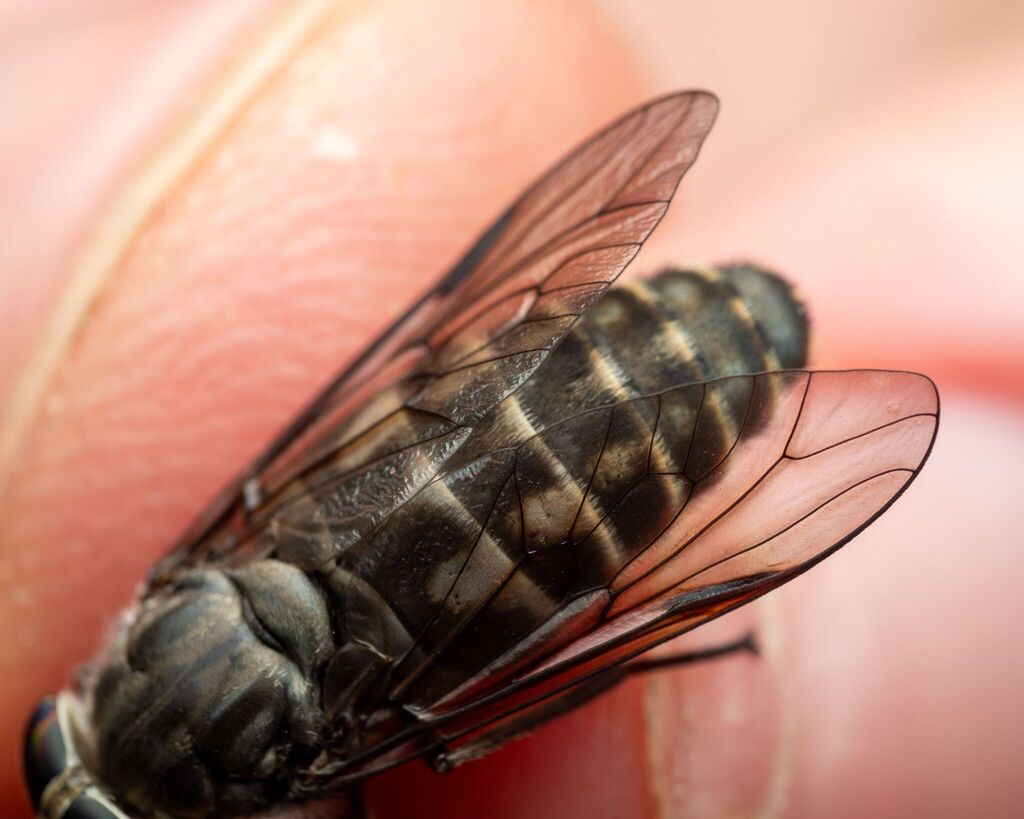 Hybomitra microcephala