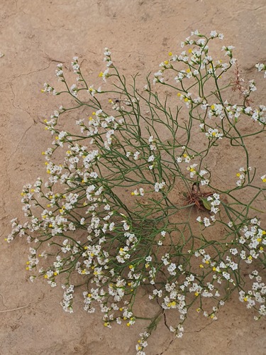 Limonium bicolor, photograph 6