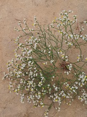 Limonium bicolor, photograph (c) Urgamal Magsar, some rights reserved (CC BY)