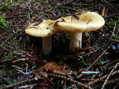 Russula ochroleuca