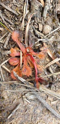 Image of Drosera schmutzii by (c) Andrew Thornhill, some rights reserved (CC BY)