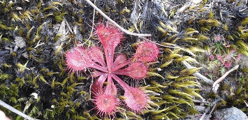 Drosera schmutzii