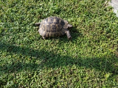 Testudo graeca