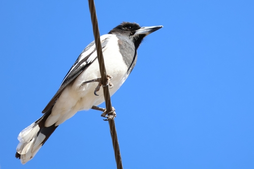 Pied Butcherbird