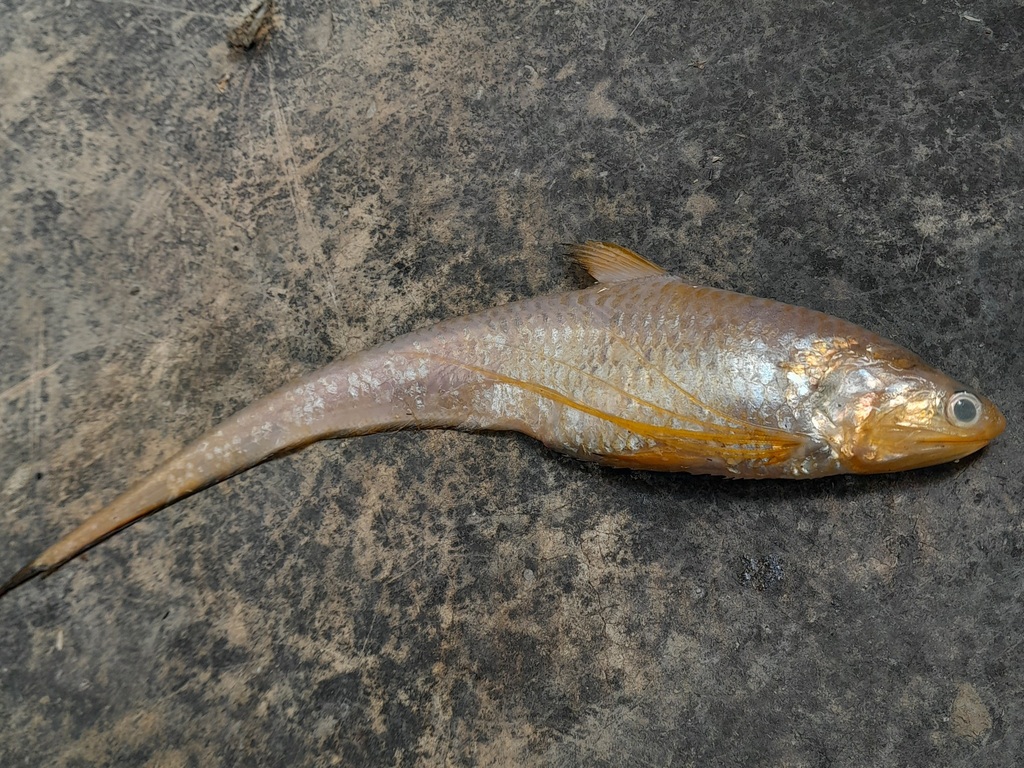 Grenadier anchovy (Coilia neglecta) — Engraulidae