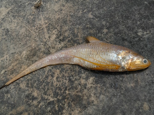 Grenadier anchovy (Coilia neglecta) — Engraulidae