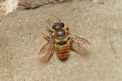 Megachile rufovittata