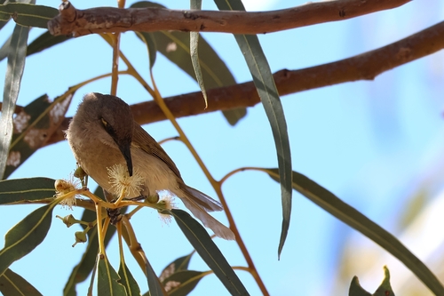 Brown Honeyeater