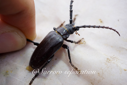 Prionus insularis
