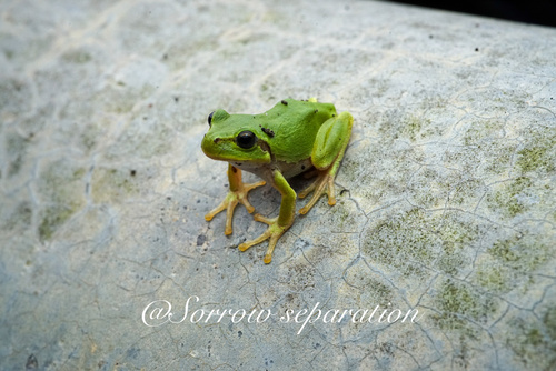 Suweon Tree Frog