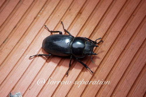 Dorcus rubrofemoratus chenpengi