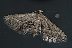 Araeopteron canescens