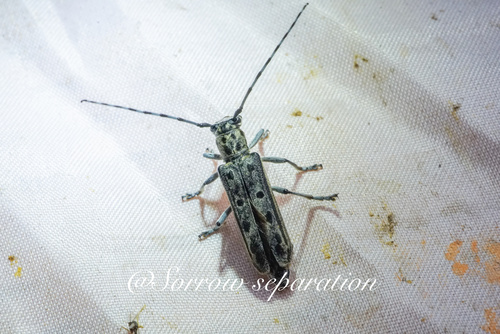 Saperda alberti