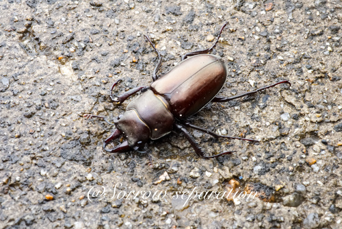 Prismognathus dauricus