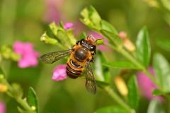 Megachile rufovittata