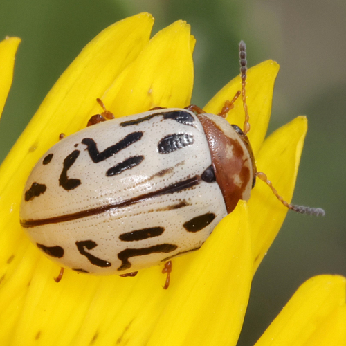 Zygogramma conjuncta photo 5