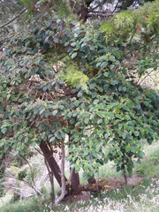 Miconia pustulata