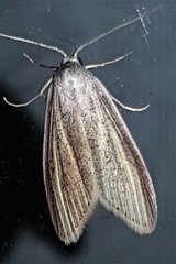 Prionopterina grammatistis