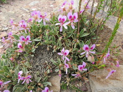 Pelargonium ovale