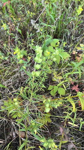 Little Yellow Rattle
