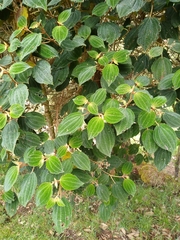 Miconia pustulata