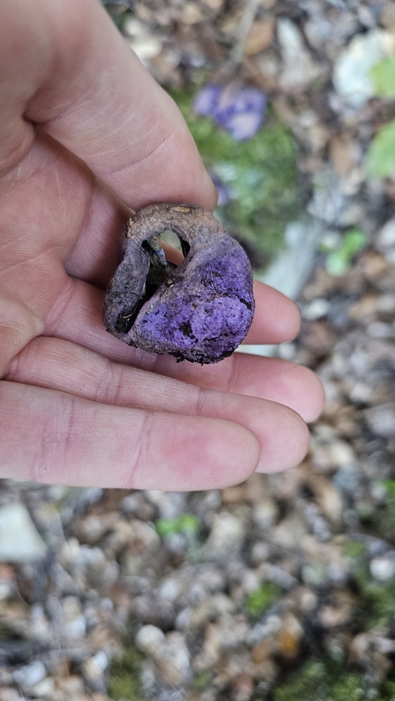 Gallacea scleroderma · August 2025 · photo: © henryahh (iNaturalist, cc0)