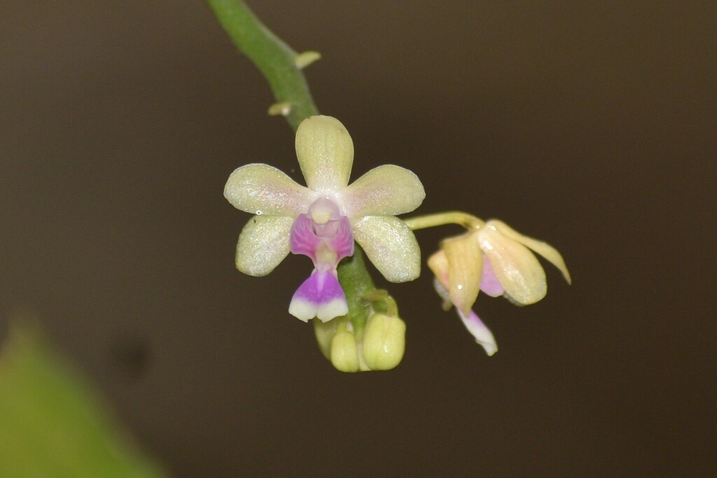 Phalaenopsis hookeriana