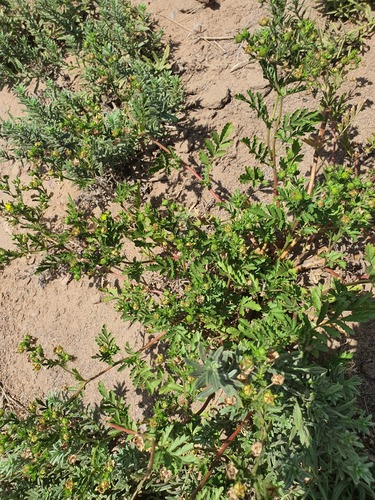 Potentilla desertorum, photograph 6