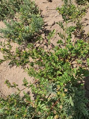 Potentilla desertorum, photograph (c) Urgamal Magsar, some rights reserved (CC BY)